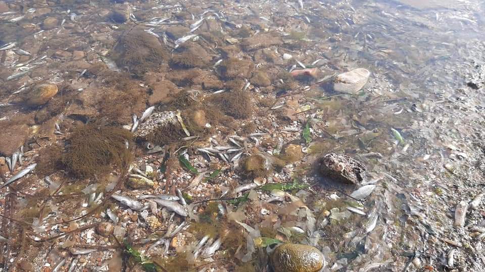 Imagen que refleja el deterioro del ecosistema del Mar Menor