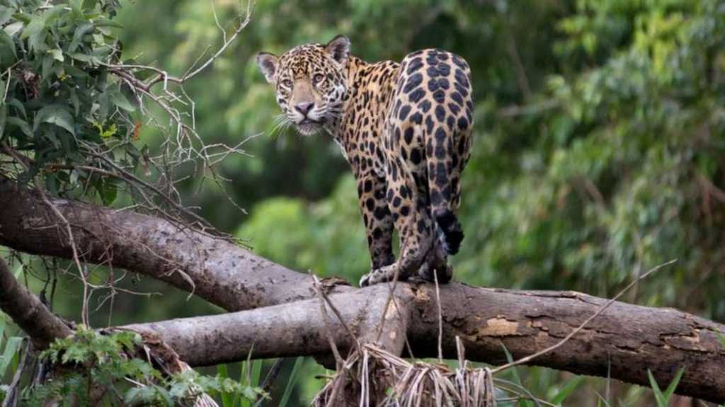 El jaguar, el felino más grande del Amazonas, está en peligro de extinción.