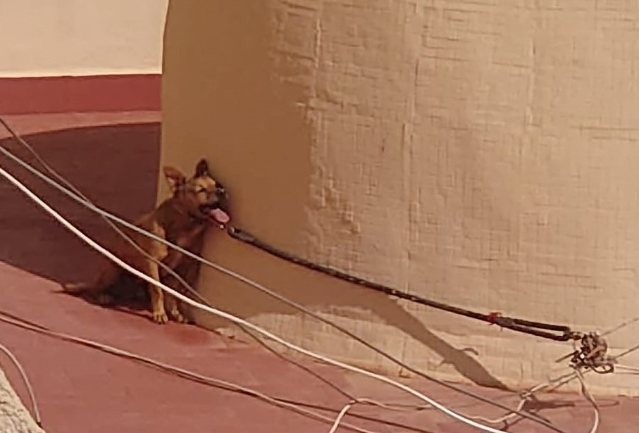 FAADA y PACMA llevan a los tribunales la muerte de un perro encerrado en una azotea de Torrevieja