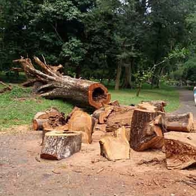Europa estudiará la tala masiva de árboles de Almeida