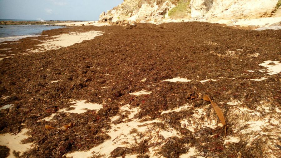 De Asia a España: la amenaza de un alga invasora en el Mediterráneo